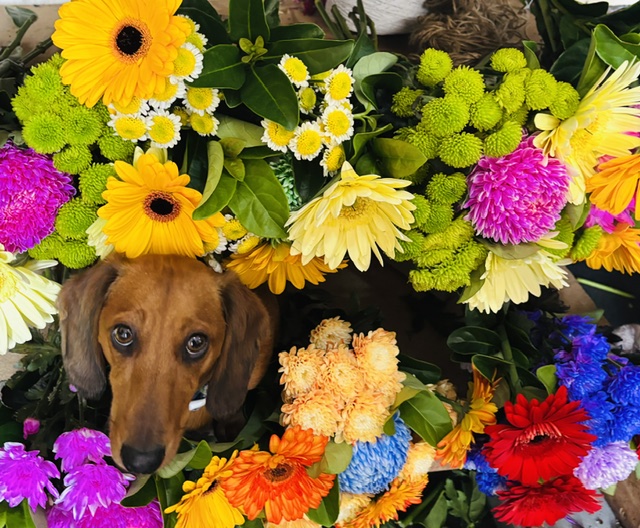 Rodano Flowers studio dog surrounded by colourful blooms